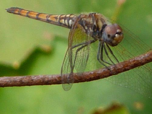 Trithemis annulata
